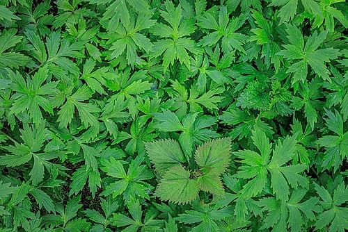 USA, Washington State, Guillemot Cove Nature Reserve. Stinging nettle and waterleaf in spring. Art Print